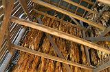 Tobacco Curing_24781